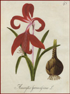 Amaryllis plant