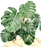 Monstera deliciosa plant