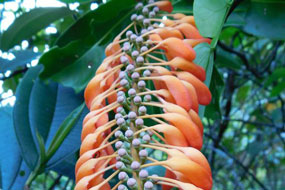 Image of red hot poker vine by César Delnatte