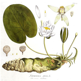 Archival white lily illustration by Die weisse Seeblume